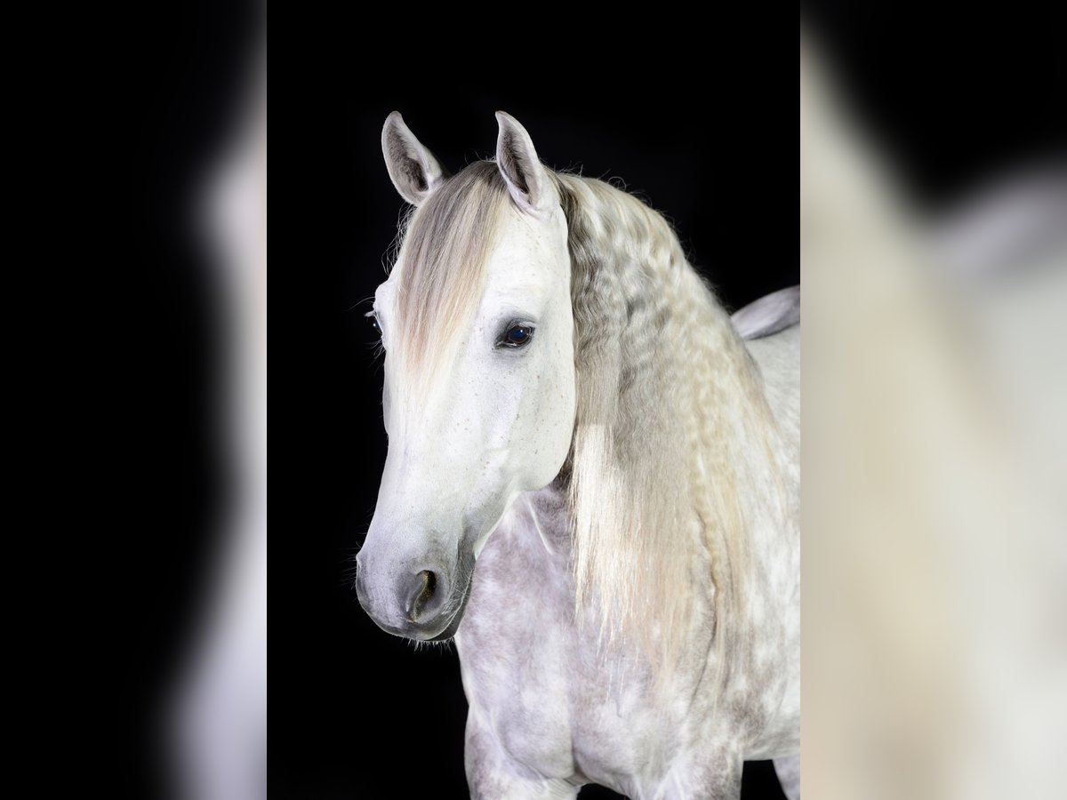 Lusitanos Wallach 13 Jahre 160 cm Apfelschimmel in Dischingen