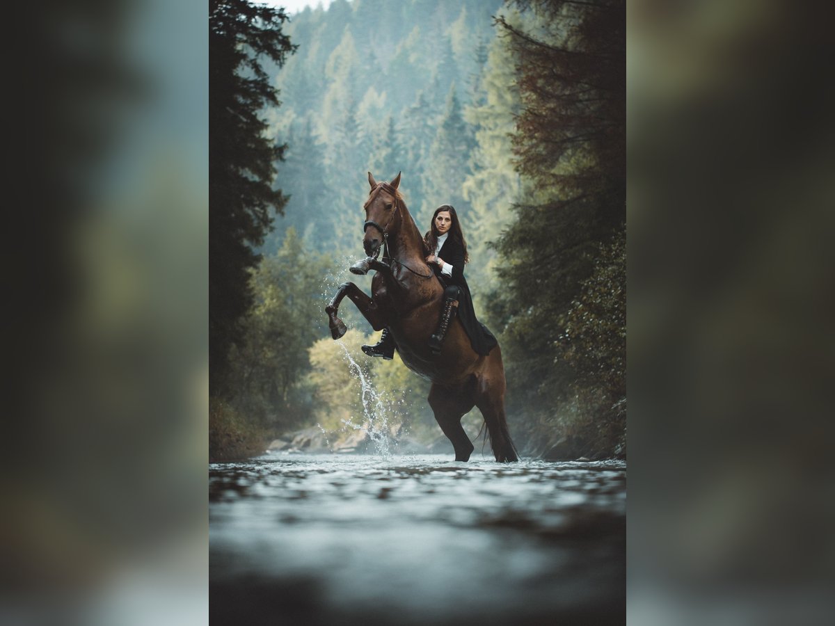 Lusitanos Wallach 13 Jahre 162 cm Fuchs in Toblach