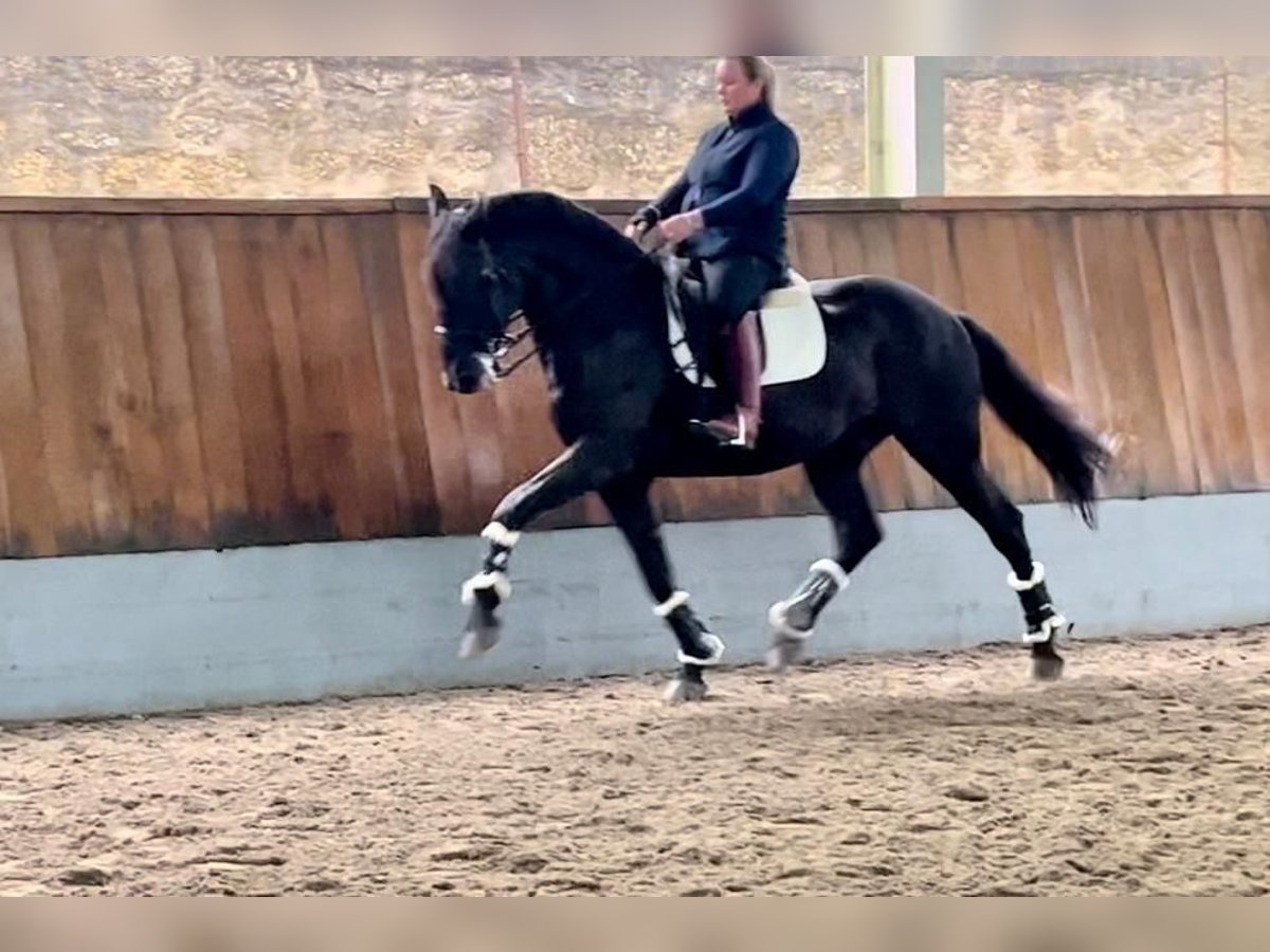 Lusitanos Wallach 13 Jahre 170 cm Rappe in Porto