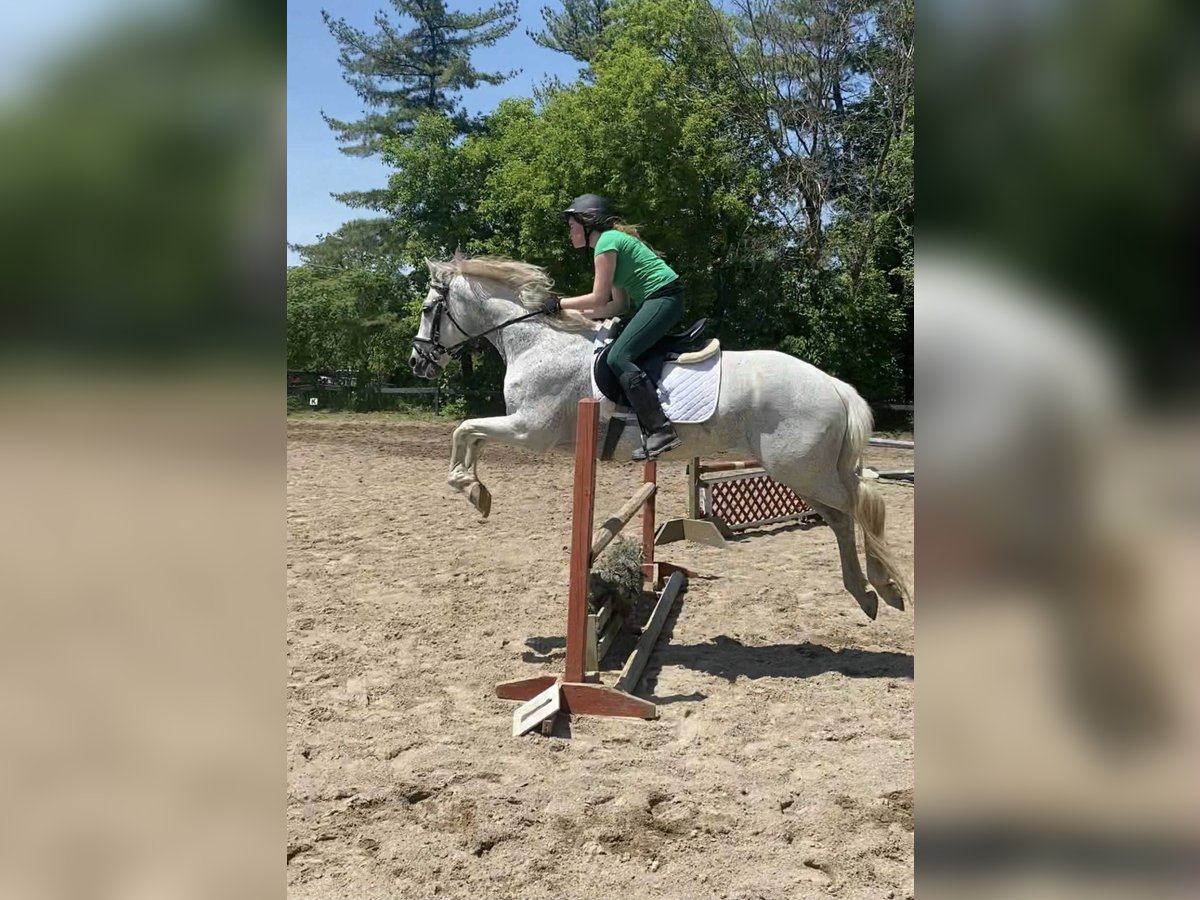 Lusitanos Wallach 15 Jahre 163 cm Schimmel in South Lyon, Michigan