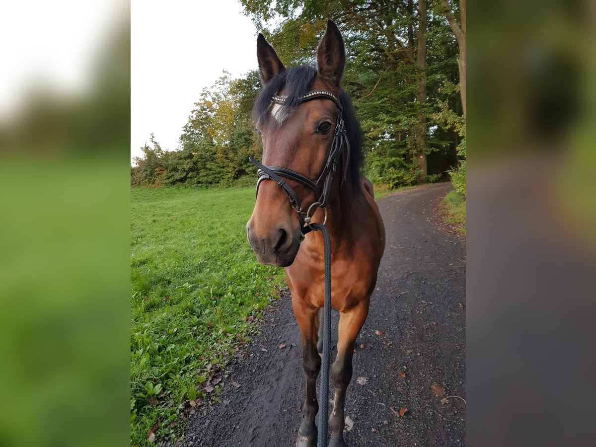 Lusitanos Wallach 17 Jahre 158 cm Brauner in Aschaffenburg