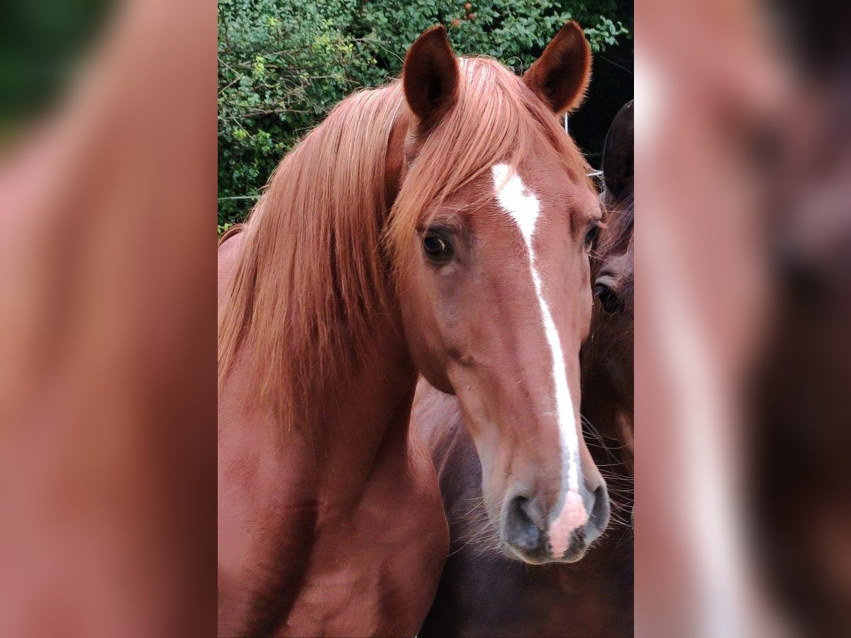 Lusitanos Wallach 17 Jahre 162 cm Fuchs in Gessertshausen