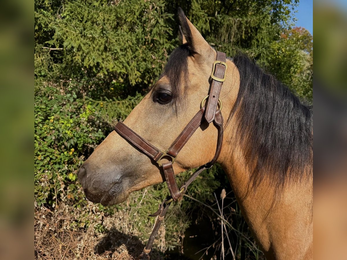 Lusitanos, Wallach in Schwifting