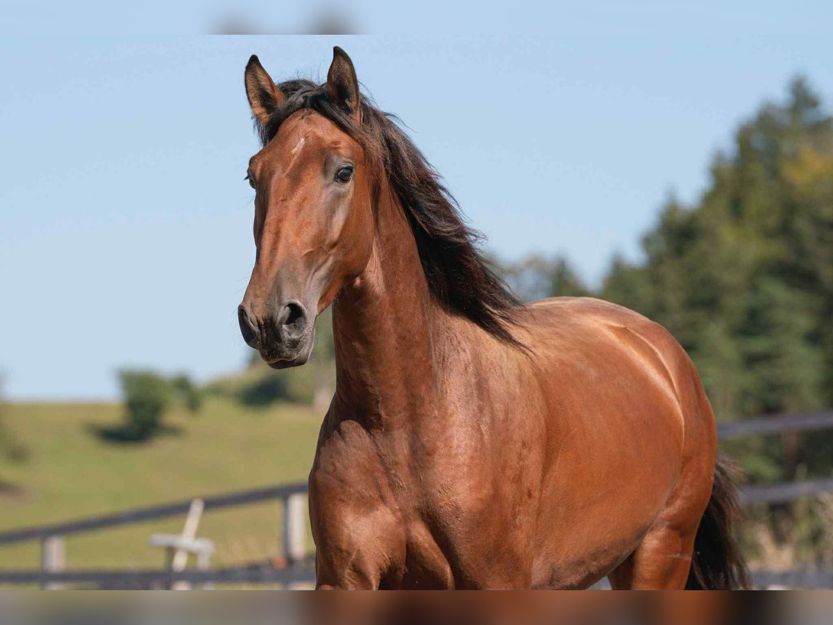 Lusitanos Wallach 3 Jahre 164 cm Brauner in Thusis