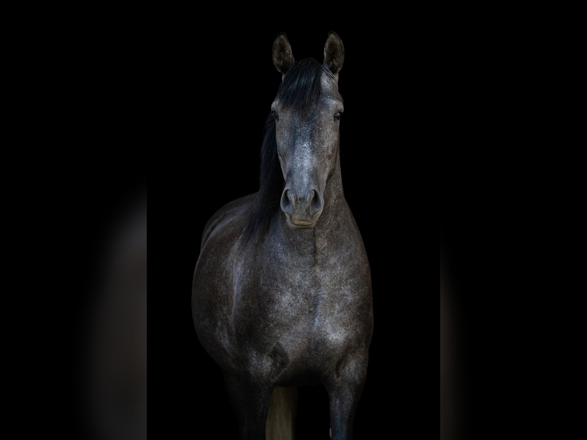Lusitanos Wallach 4 Jahre 156 cm Apfelschimmel in Kloster Tempzin OT H&#xE4;ven