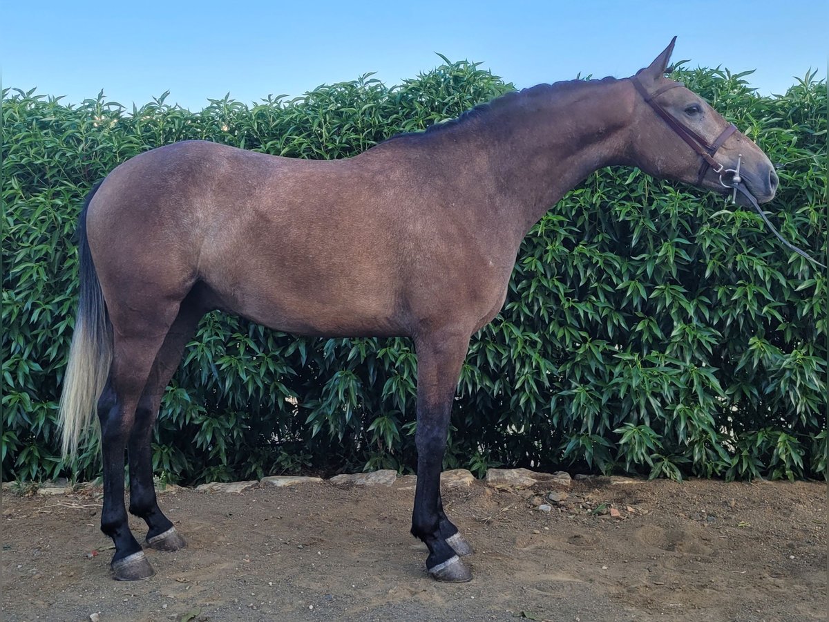 Lusitanos Mix Wallach 4 Jahre 157 cm Schimmel in Alcala De Los Gazules