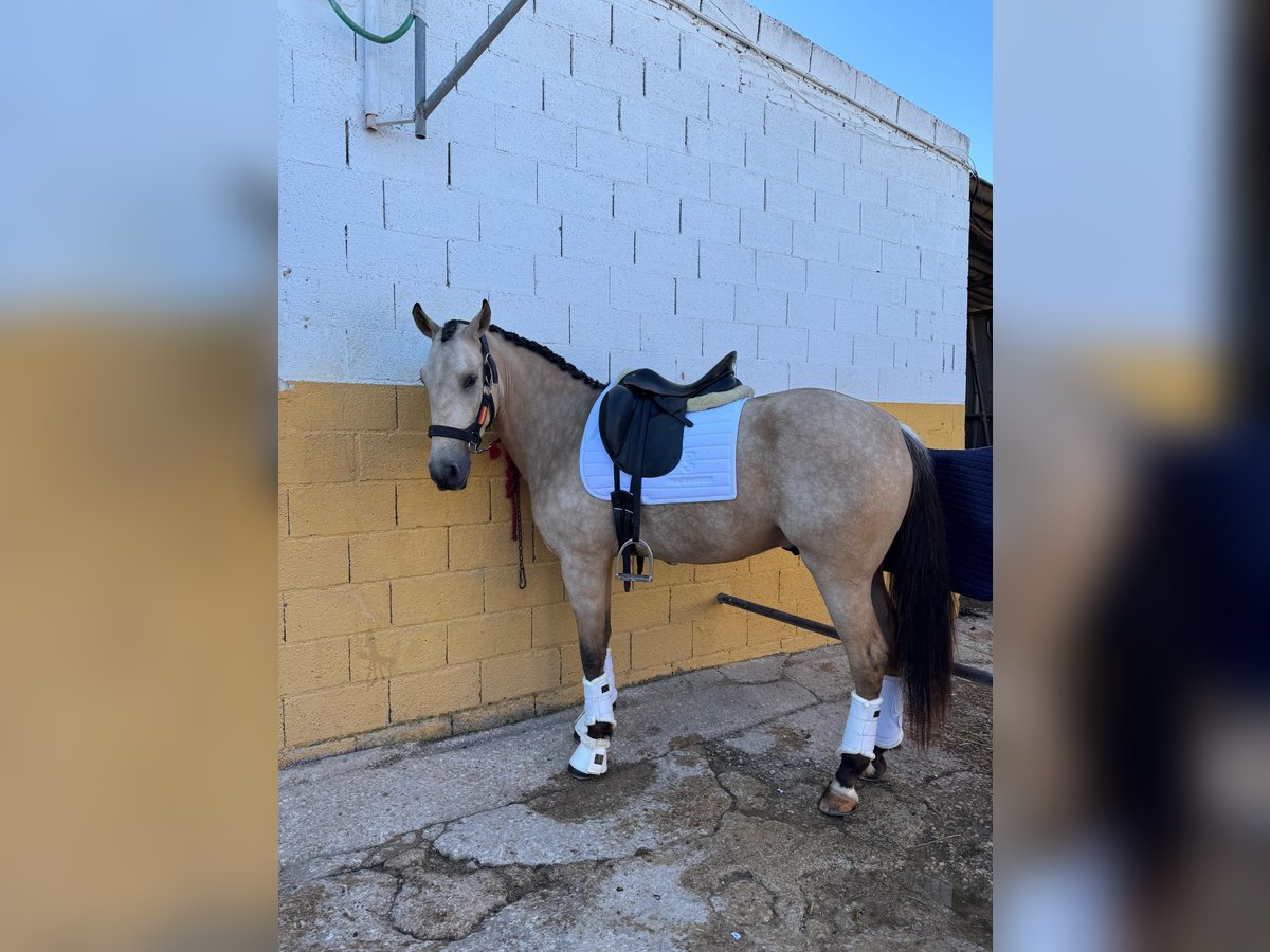 Lusitanos Mix Wallach 4 Jahre 160 cm Falbe in Valencia