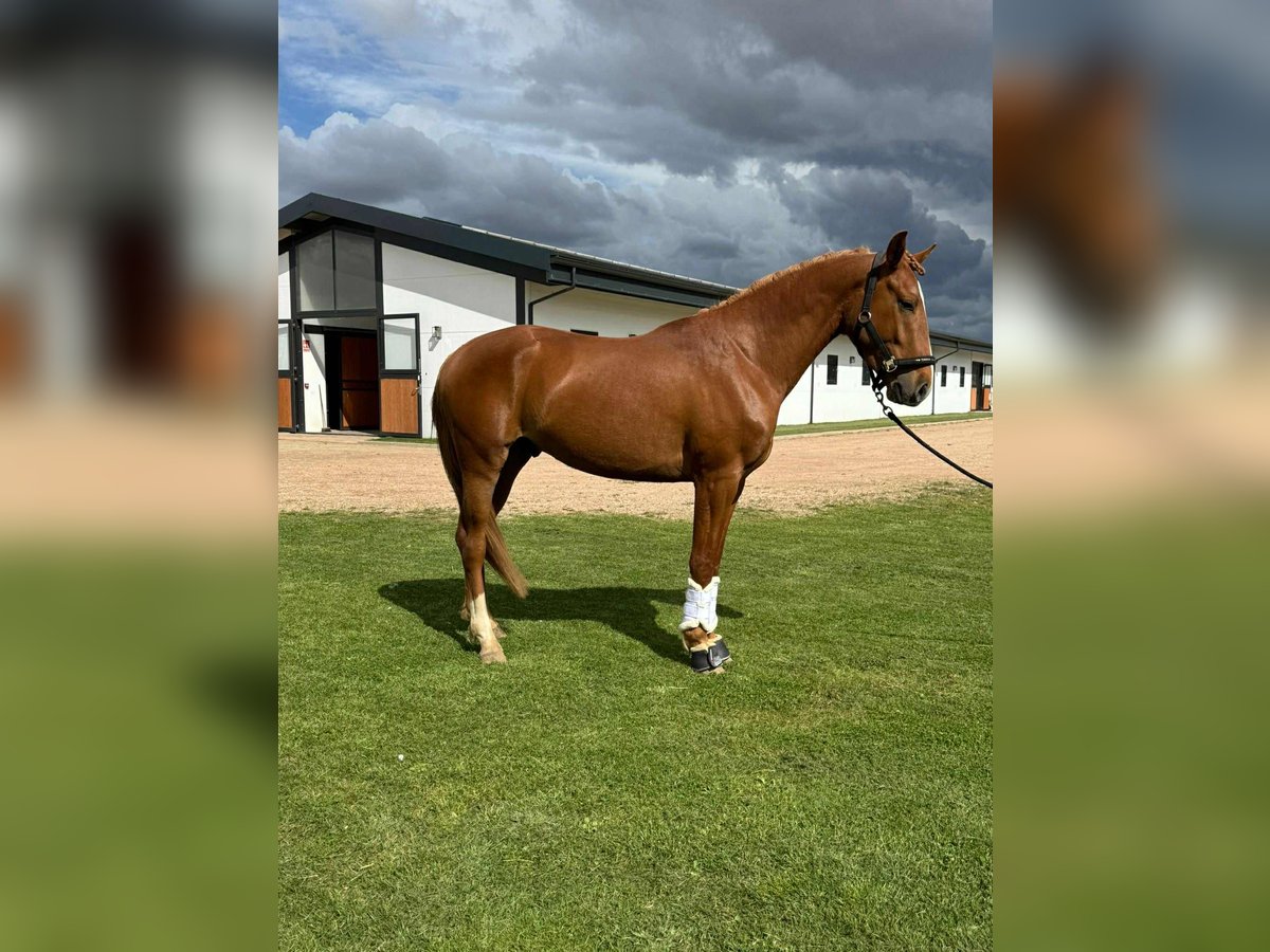 Lusitanos Mix Wallach 4 Jahre 161 cm Fuchs in Galaroza (Huelva)