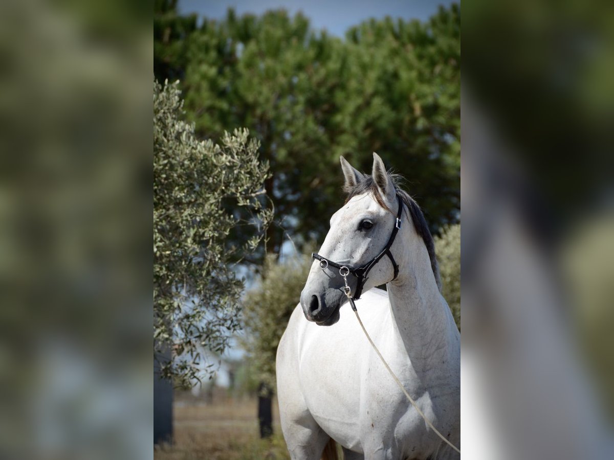 Lusitanos Wallach 4 Jahre 161 cm Schimmel in Agua Derramada