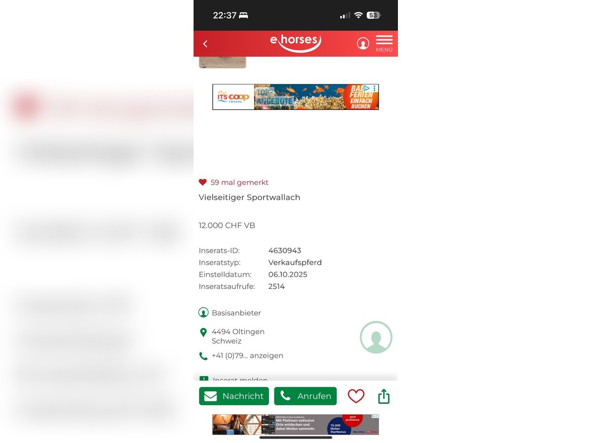 Lusitanos Wallach 4 Jahre 163 cm Apfelschimmel in Thalheim AG