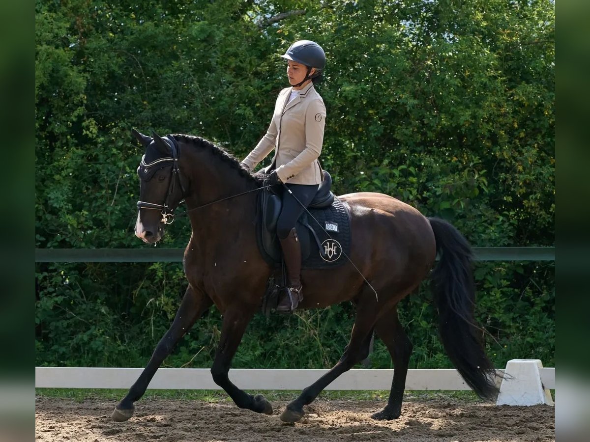 Lusitanos Wallach 4 Jahre 164 cm Rappe in Neu-Anspach