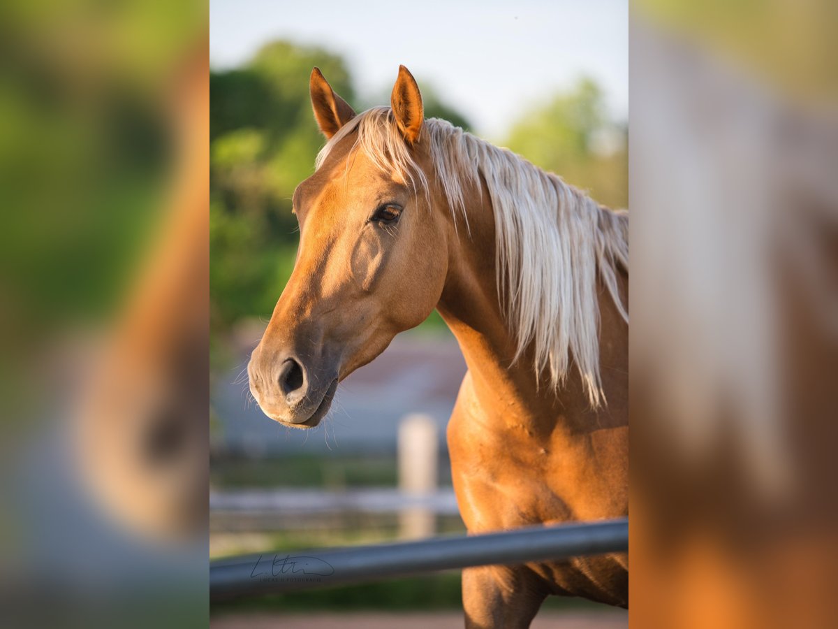 Lusitanos Wallach 4 Jahre 170 cm Palomino in Heilsbronn