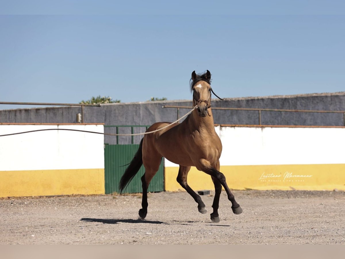 Lusitanos Wallach 5 Jahre 152 cm Buckskin in Samora Correia