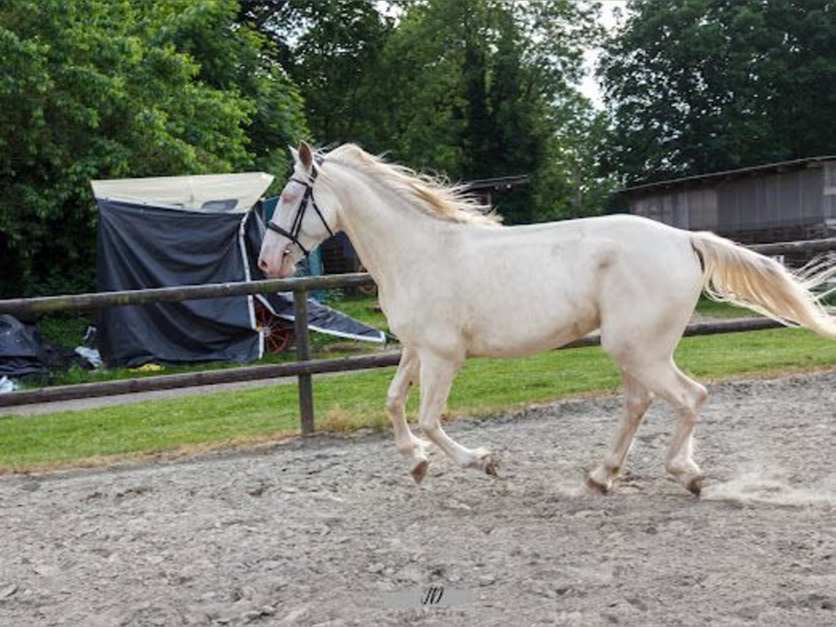 Lusitanos Wallach 5 Jahre 160 cm Cremello in Bevern