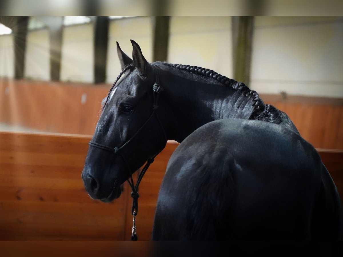 Lusitanos Wallach 5 Jahre 160 cm Rappe in Heuvelland