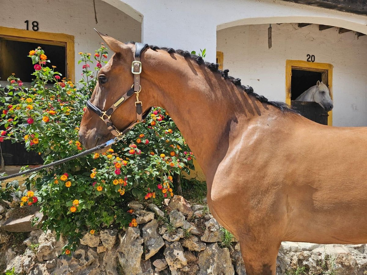 Lusitanos Wallach 5 Jahre 161 cm Brauner in Vila Franca de Xira