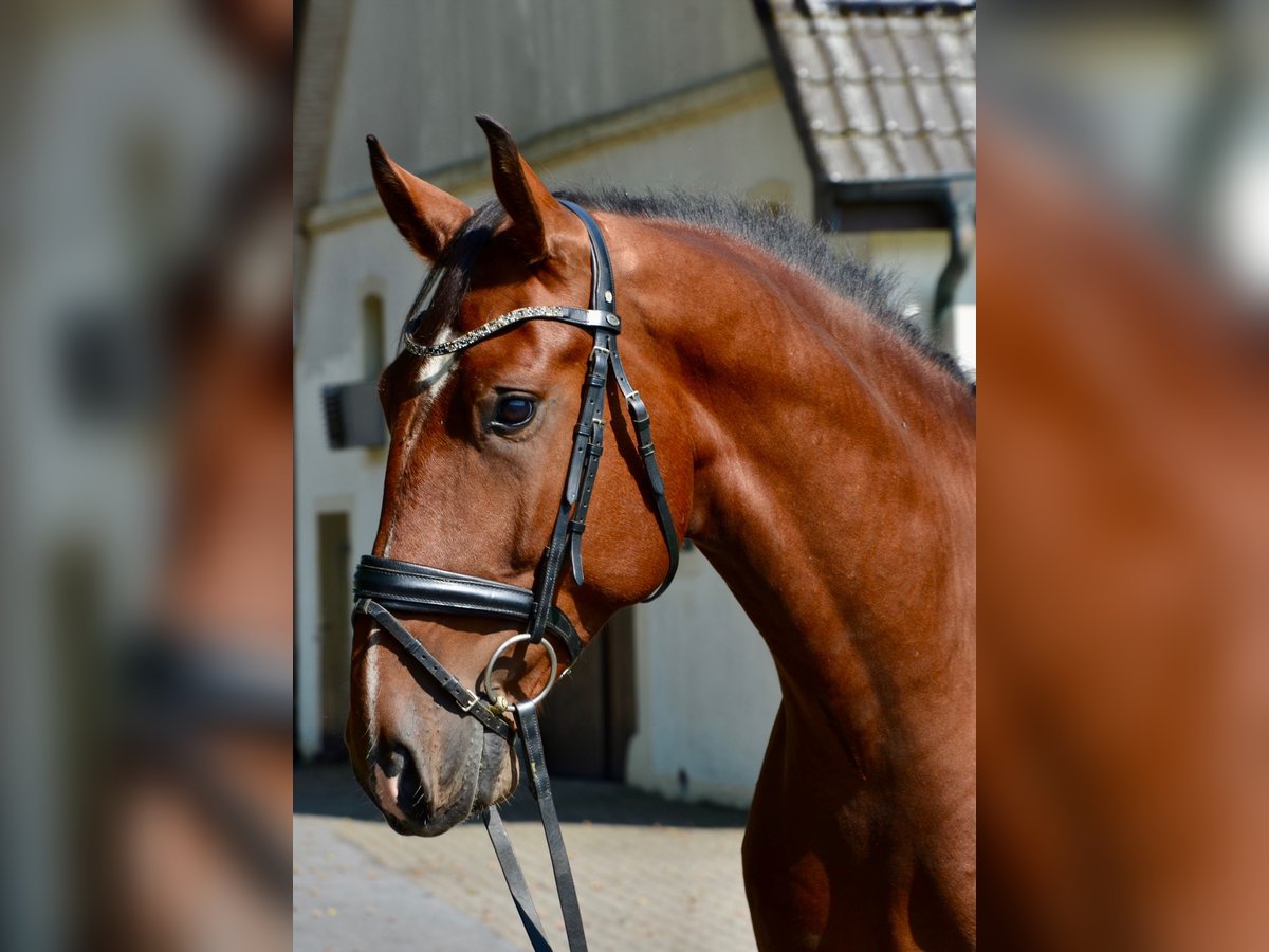 Lusitanos Wallach 5 Jahre 162 cm Brauner in Lingen