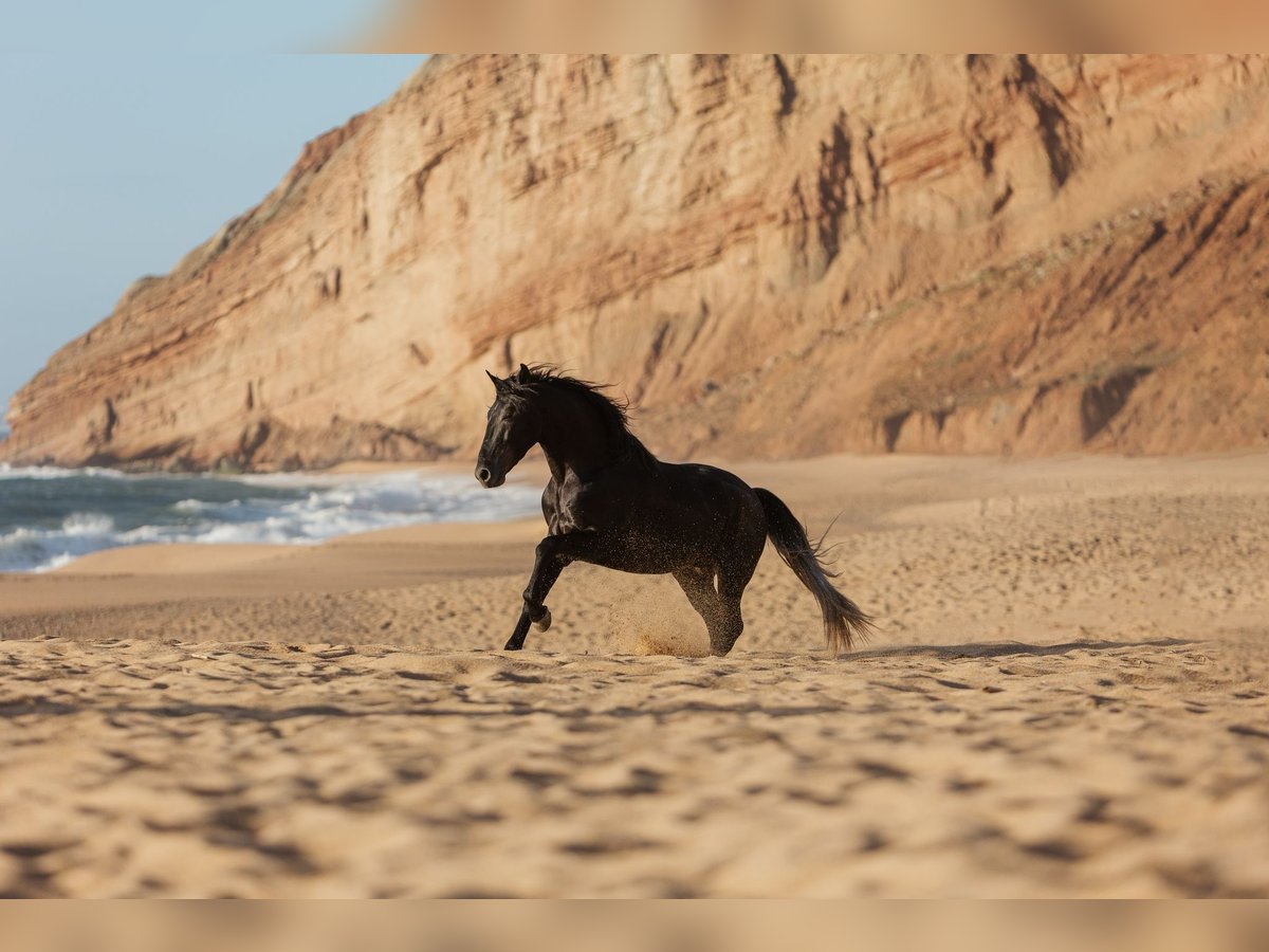 Lusitanos Wallach 5 Jahre 162 cm Schimmel in Rio Maior