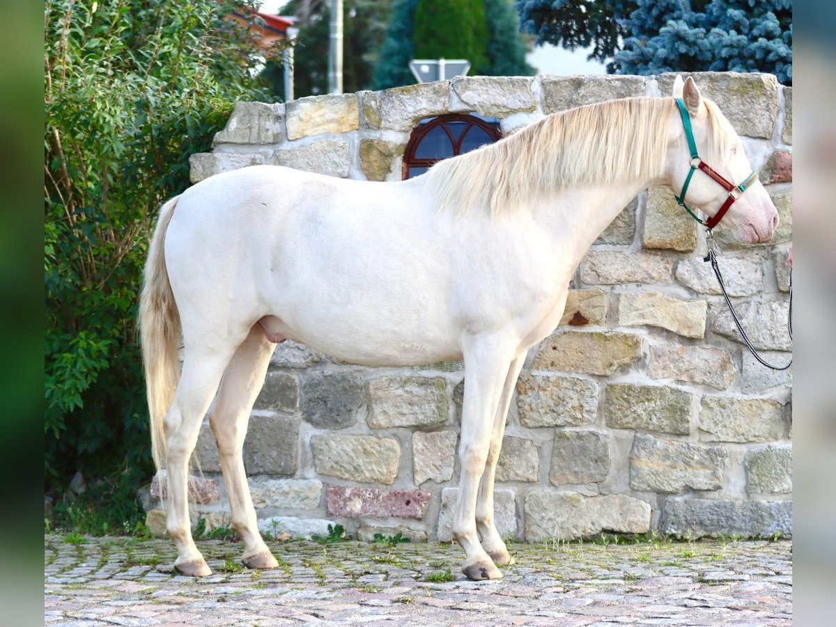 Lusitanos Mix Wallach 5 Jahre 165 cm Cremello in Belgern-Schildau