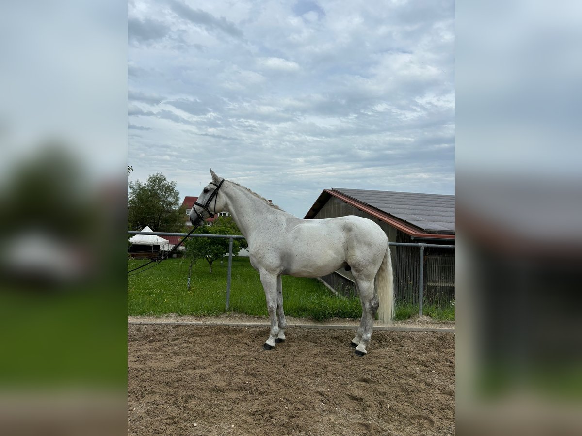 Lusitanos Wallach 5 Jahre 165 cm Fliegenschimmel in Konstanz