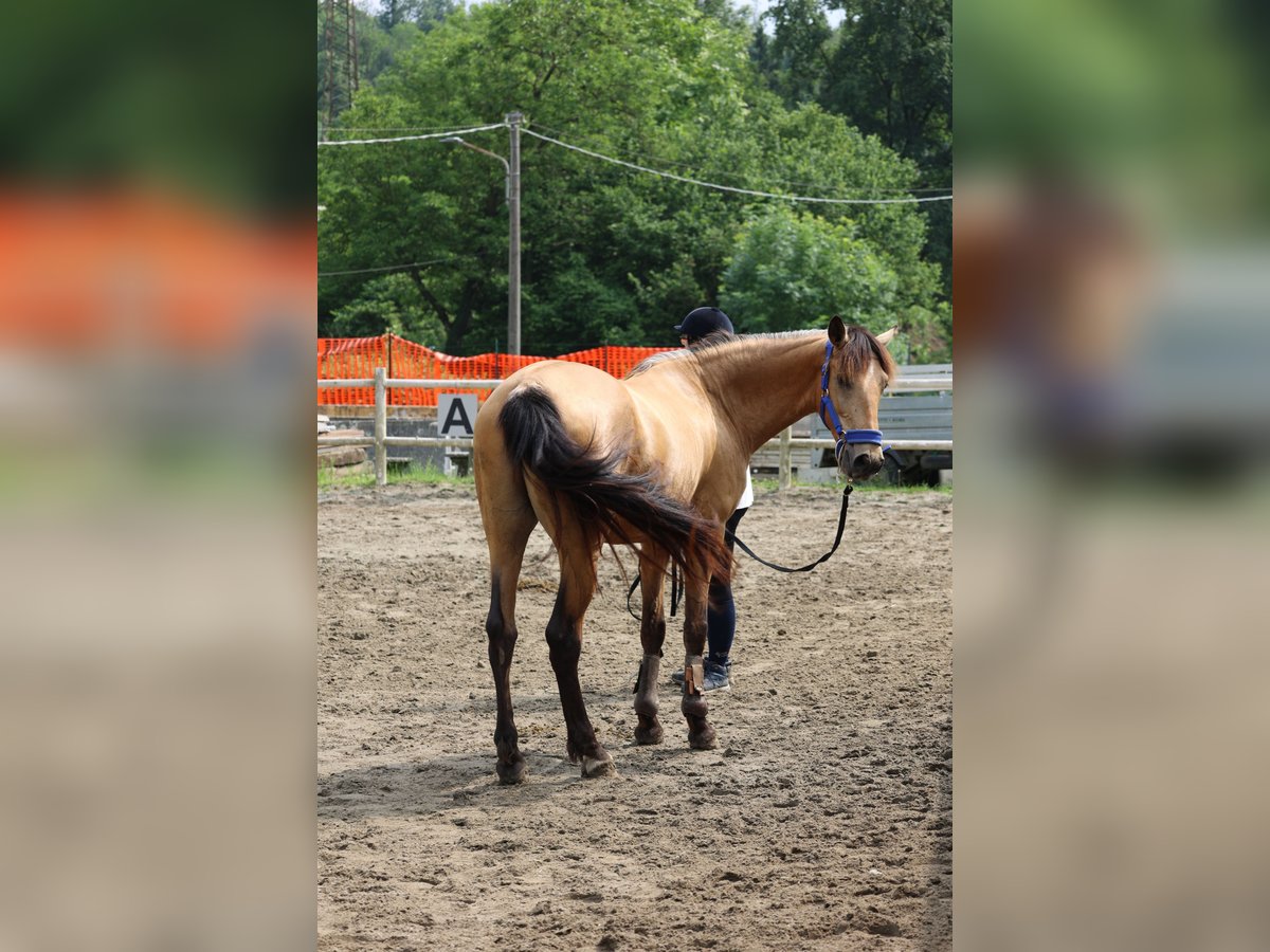 Lusitanos Wallach 5 Jahre 165 cm in Varese