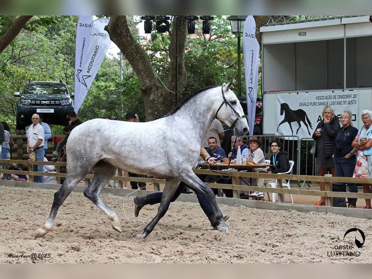 Lusitanos Wallach 5 Jahre 165 cm Schimmel in Mafra