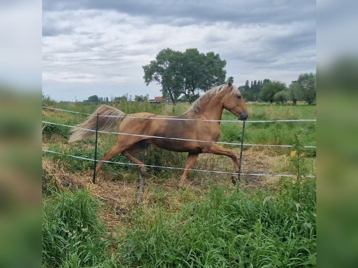 Lusitanos Mix Wallach 5 Jahre 168 cm Palomino in Gent