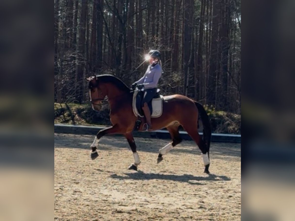 Lusitanos Wallach 5 Jahre 170 cm Brauner in Wietze