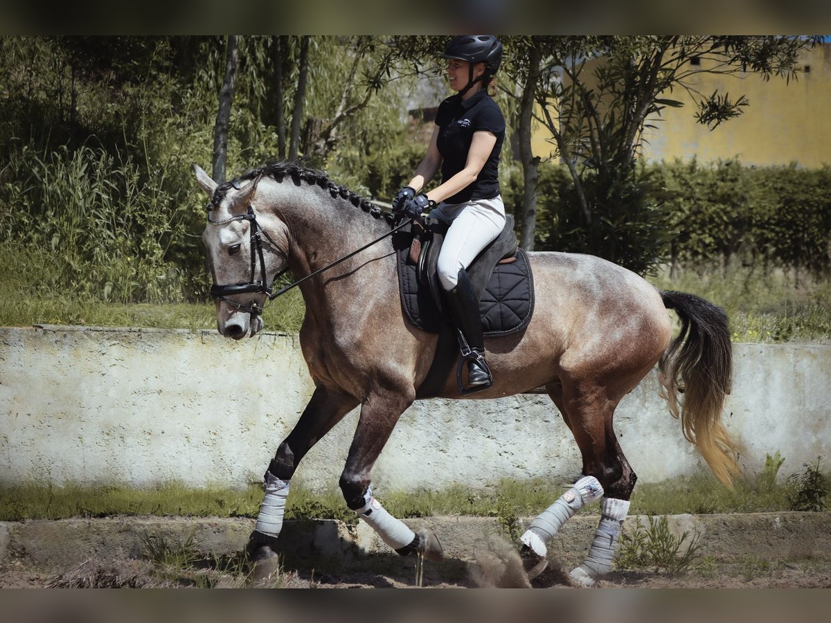 Lusitanos Wallach 5 Jahre 170 cm Rotschimmel in 741