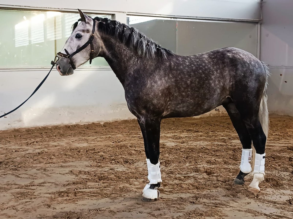 Lusitanos Mix Wallach 6 Jahre 156 cm Schimmel in Oporto