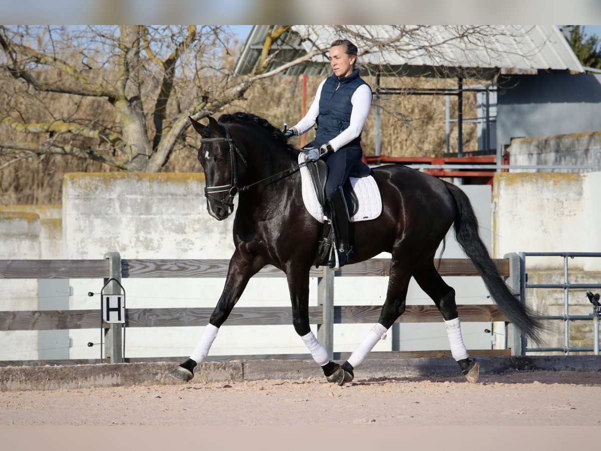 Lusitanos Wallach 6 Jahre 164 cm Rappe in Arles