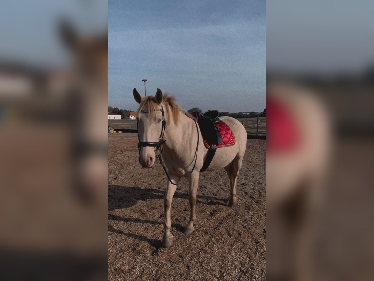 Lusitanos Mix Wallach 6 Jahre 165 cm in Haimhausen