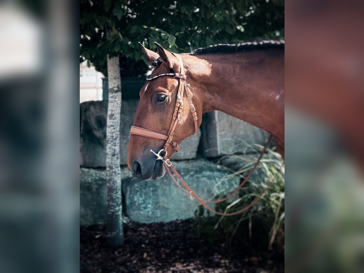 Lusitanos Wallach 6 Jahre 166 cm Brauner in Balingen