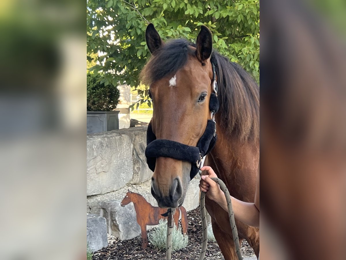 Lusitanos Wallach 6 Jahre 166 cm Brauner in Balingen