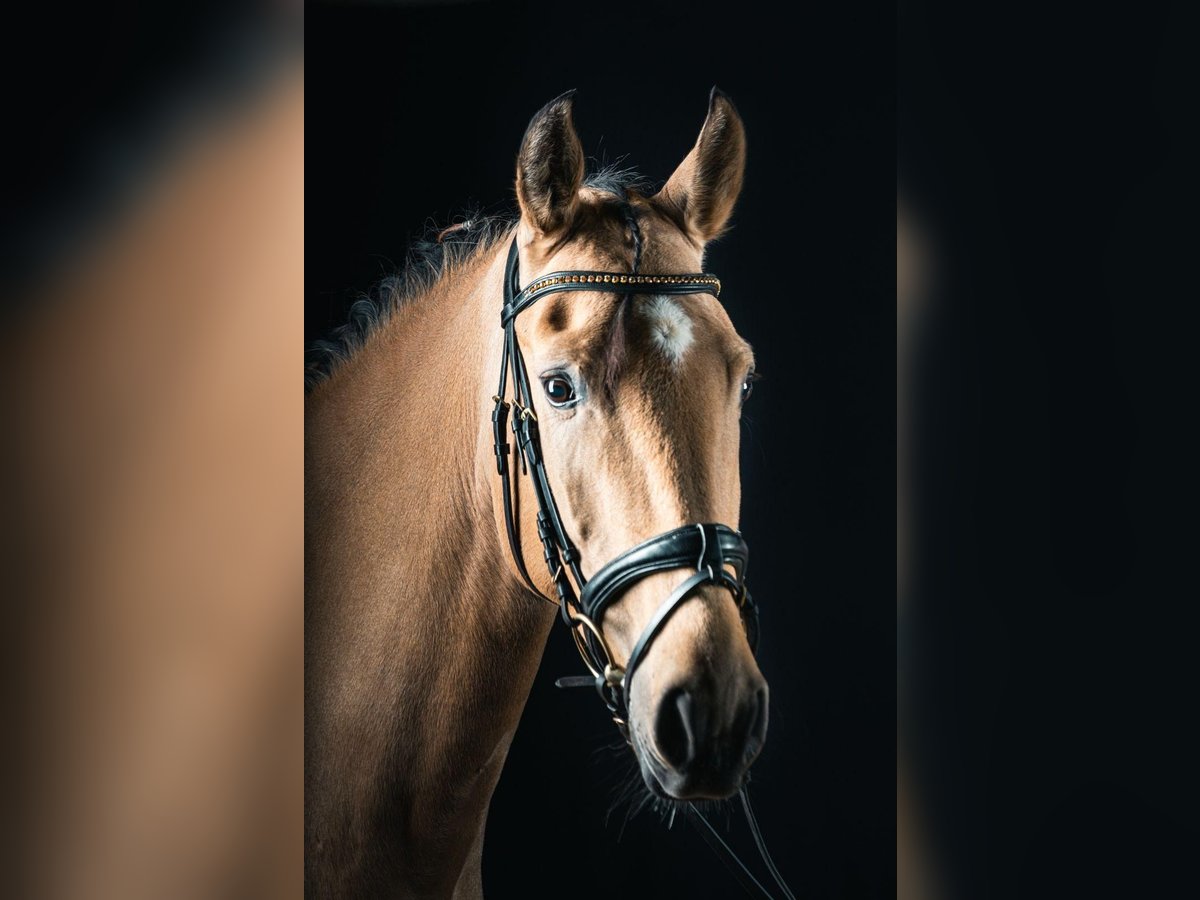 Lusitanos Wallach 6 Jahre 166 cm Falbe in Niederzier