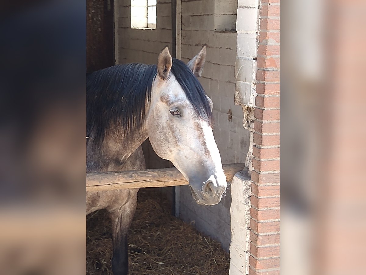 Lusitanos Wallach 6 Jahre 168 cm Braunfalbschimmel in Borken