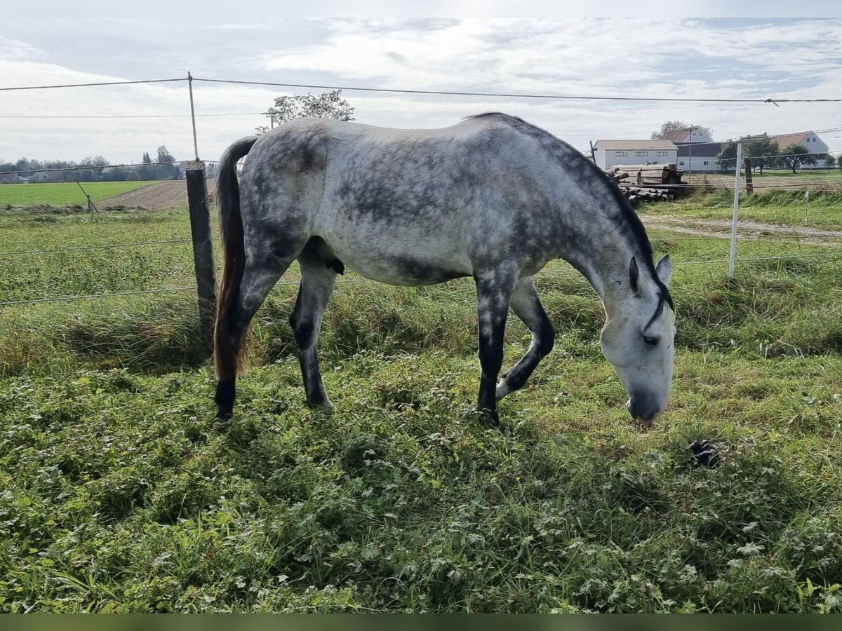 Lusitanos Wallach 7 Jahre 155 cm Fliegenschimmel in Augsburg