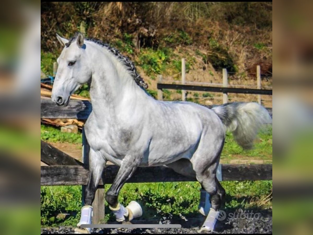 Lusitanos Wallach 7 Jahre 156 cm Schimmel in Velletri