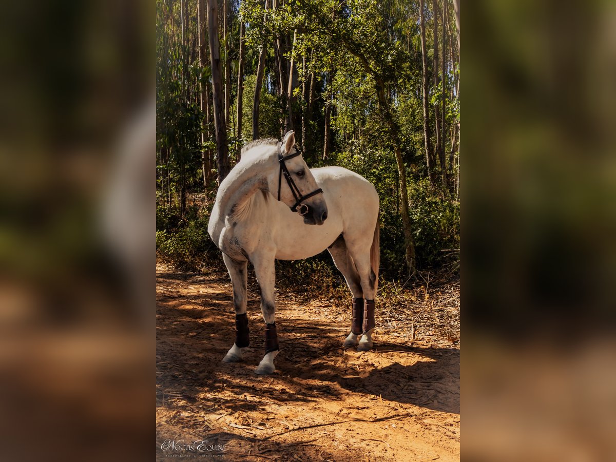 Lusitanos Wallach 7 Jahre 160 cm Buckskin in Sao Teotonio