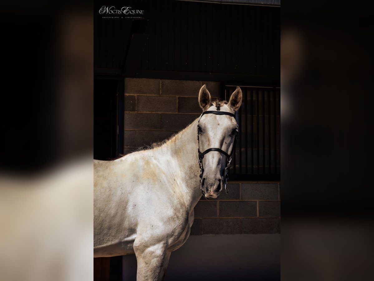 Lusitanos Wallach 7 Jahre 160 cm Schimmel in S&#xE3;o Teot&#xF3;nio