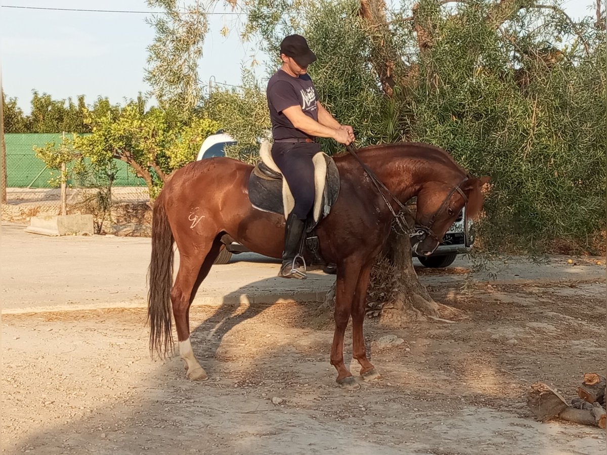 Lusitanos Wallach 7 Jahre 163 cm Dunkelfuchs in Molina De Segura