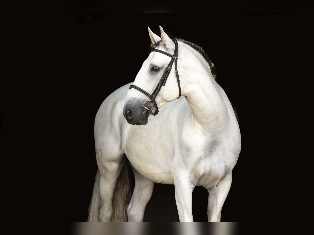 Lusitanos Wallach 7 Jahre 163 cm Schimmel in Brighton, CO