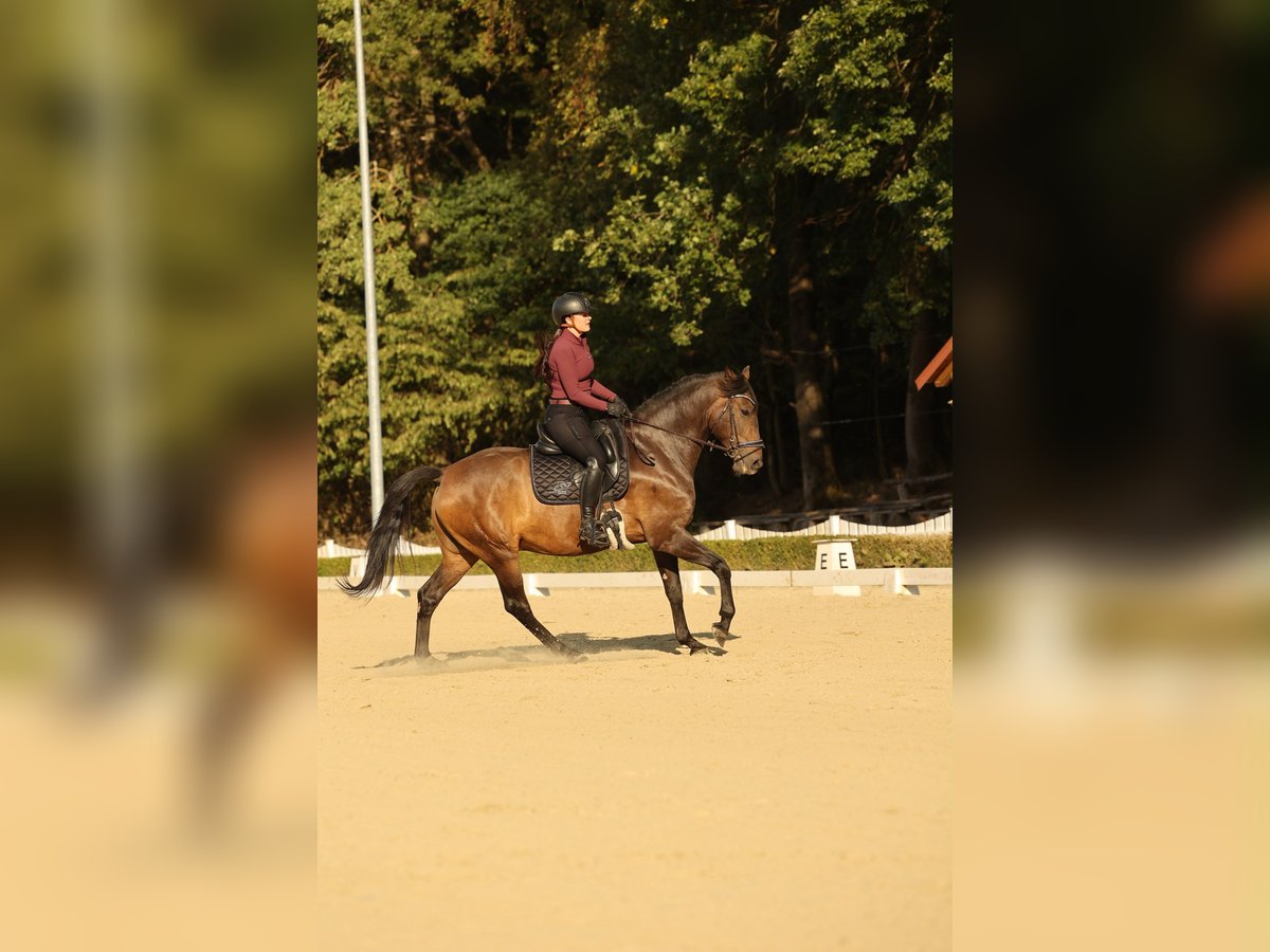 Lusitanos, Wallach in Neu-Anspach