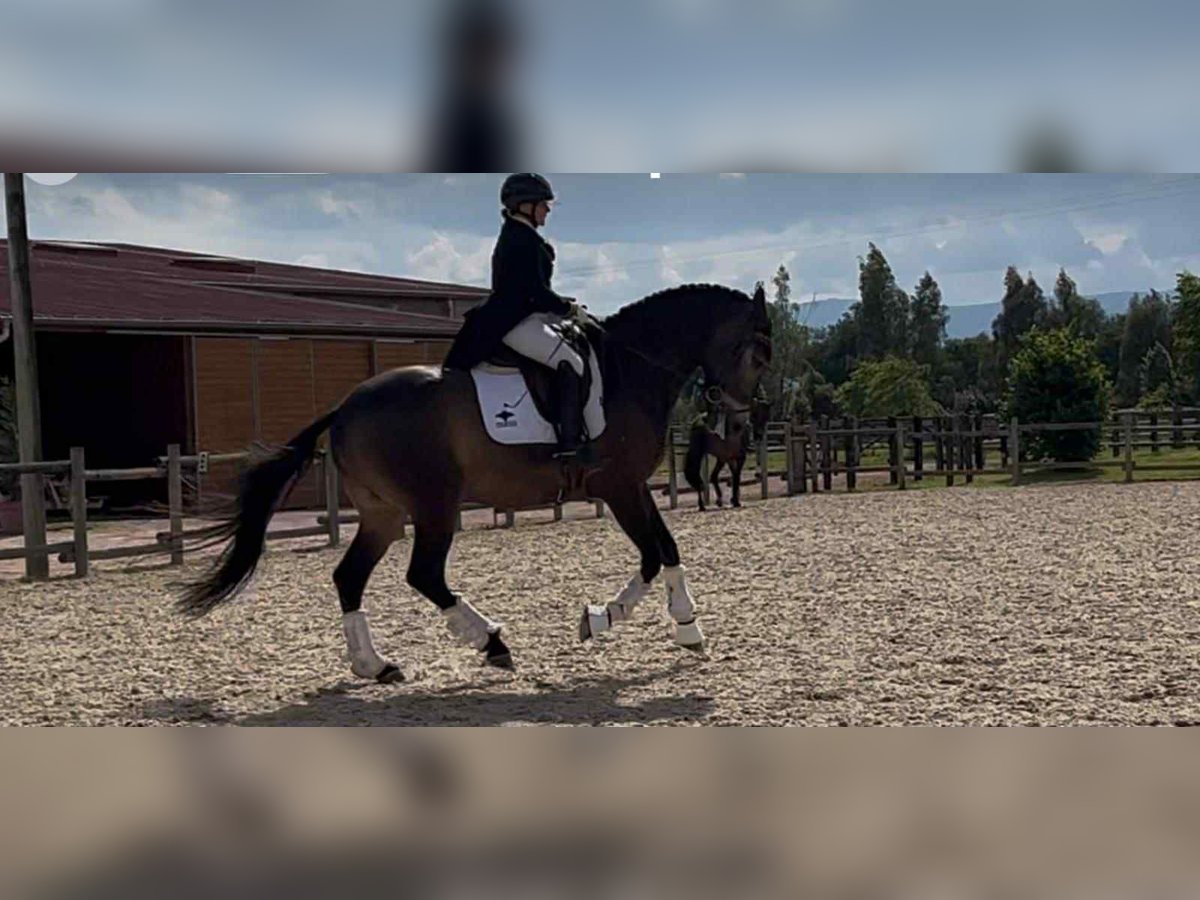 Lusitanos Wallach 7 Jahre 165 cm Falbe in L&#x27;hopital le grand