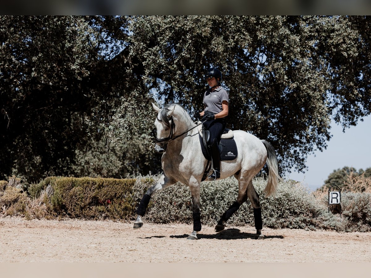 Lusitanos Wallach 7 Jahre 165 cm Rotschimmel in Montecorto