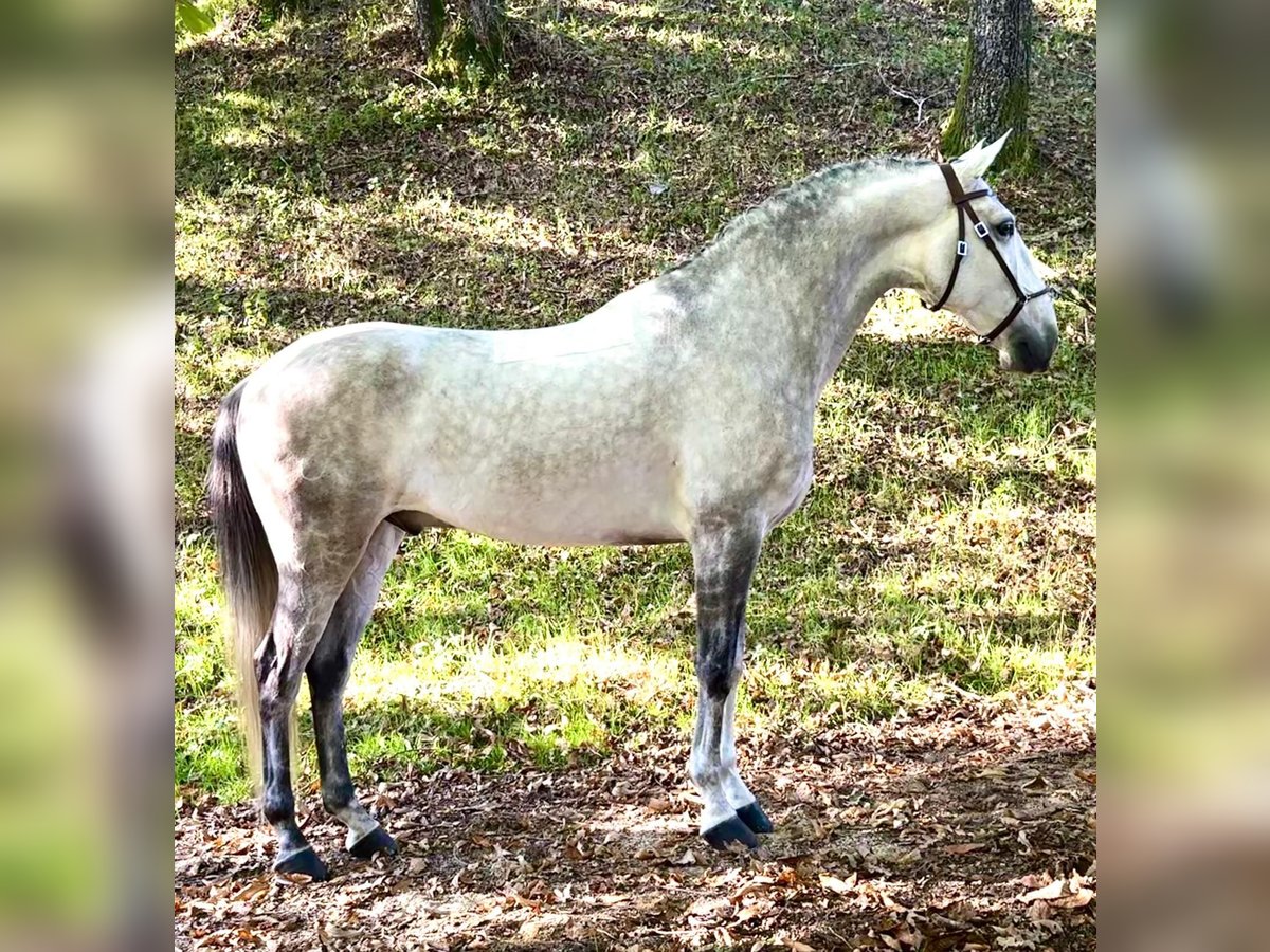Lusitanos Wallach 7 Jahre 165 cm Schimmel in Silleda (Casco Urbano)
