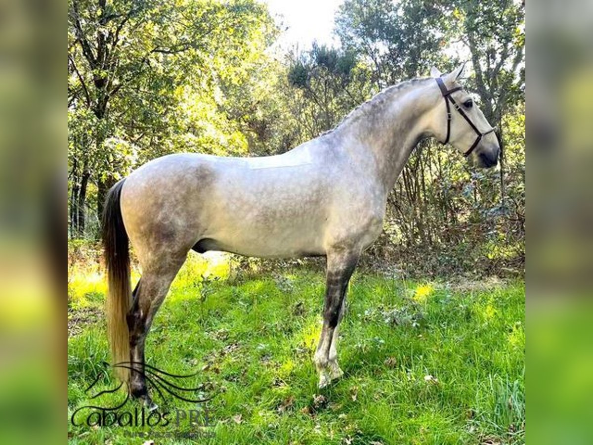 Lusitanos Wallach 7 Jahre 165 cm Schimmel in Silleda