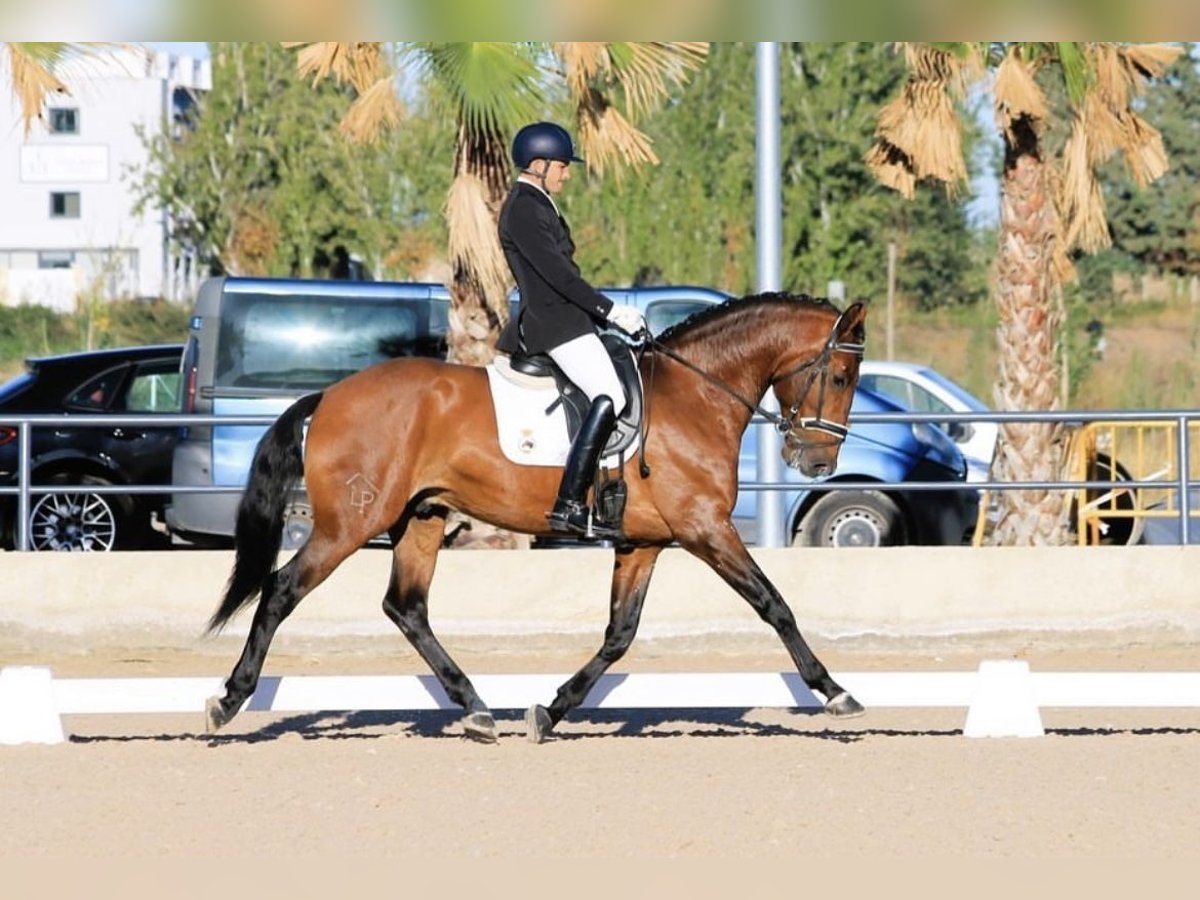 Lusitanos Wallach 7 Jahre 166 cm Brauner in Zaragoza