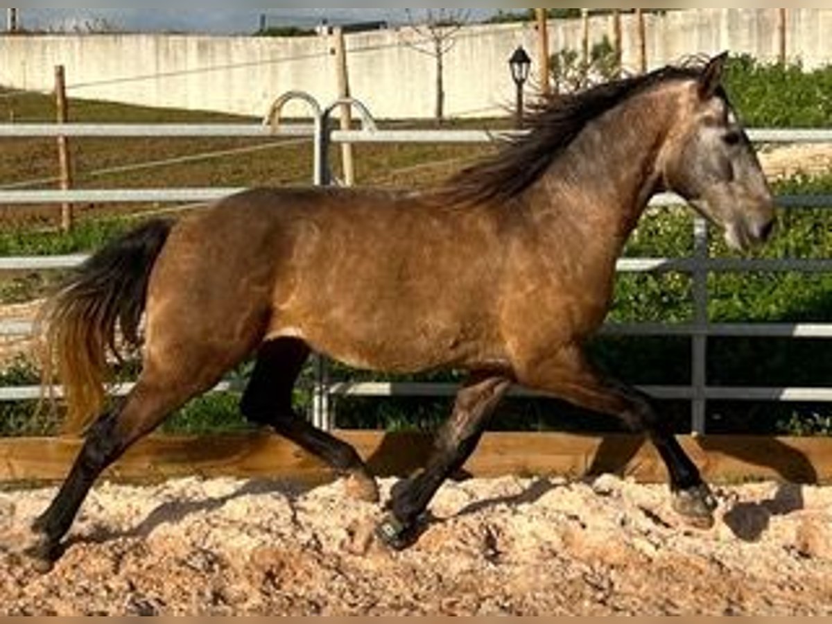 Lusitanos Wallach 8 Jahre 150 cm Falbe in Santarém