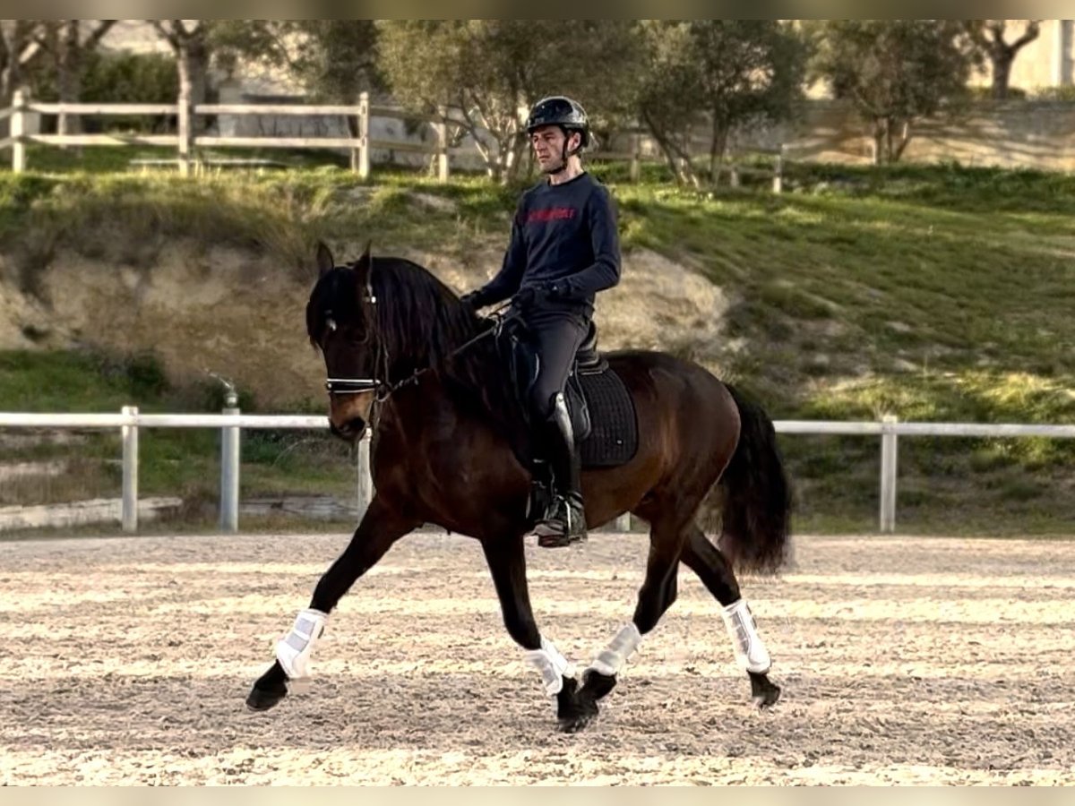 Lusitanos Wallach 8 Jahre 153 cm Dunkelbrauner in Vendres